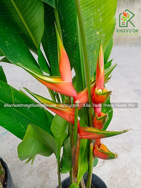 Cây chuối phượng hoàng 3