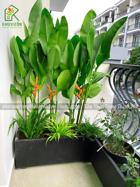 Cây chuối phượng hoàng 2