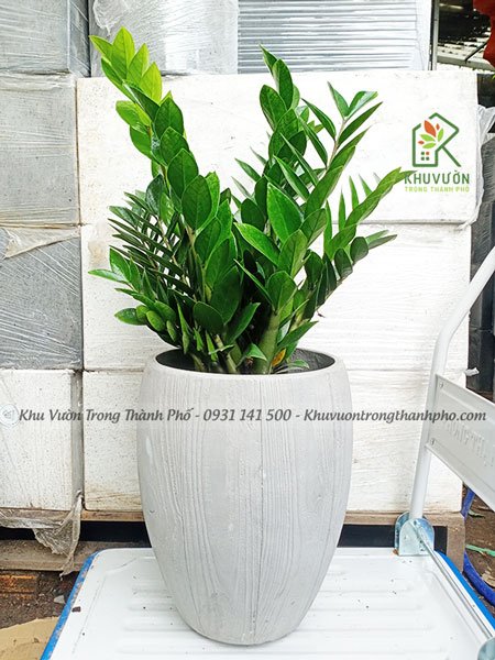 Chậu xi măng vân gỗ 2