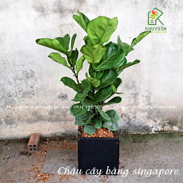 Chậu cây bàng singapore để sàn 3
