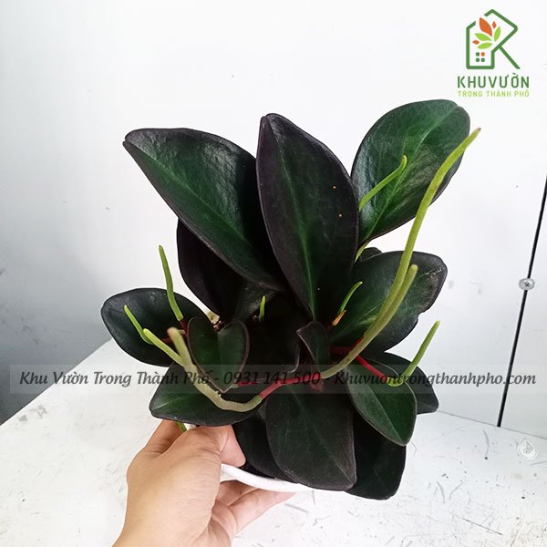 Cây Trường Sinh Tím 2