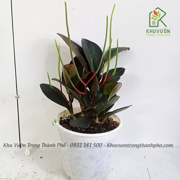 Cây Trường Sinh Tím