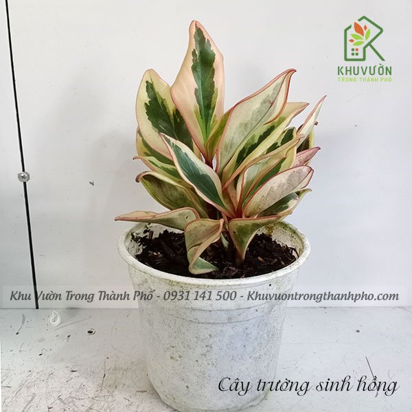 Cây Trường Sinh Hồng