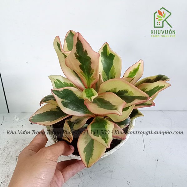 Cây Trường Sinh Hồng 2