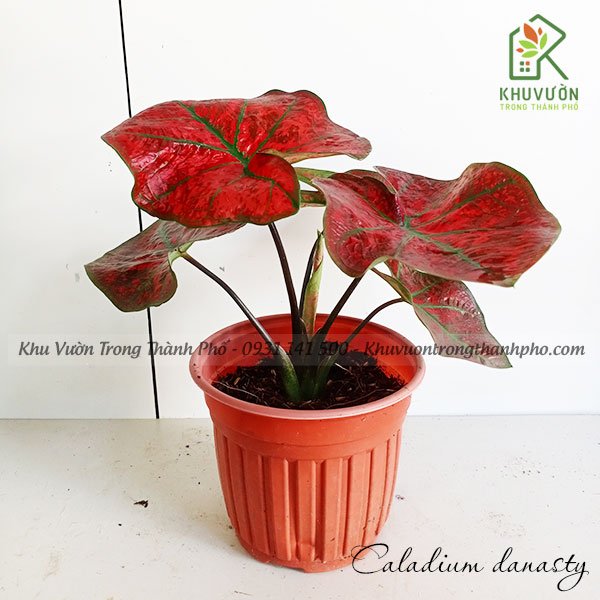 Cây Môn Đỏ Gân Xanh Caladium Danasty 2