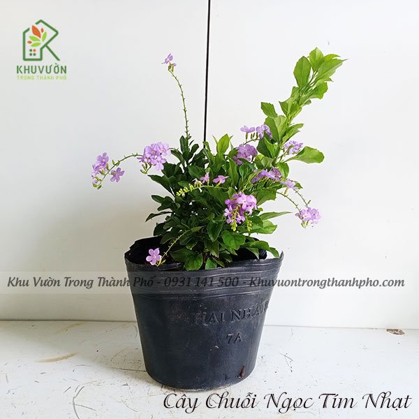 Cây Chuỗi Ngọc Tím Thái