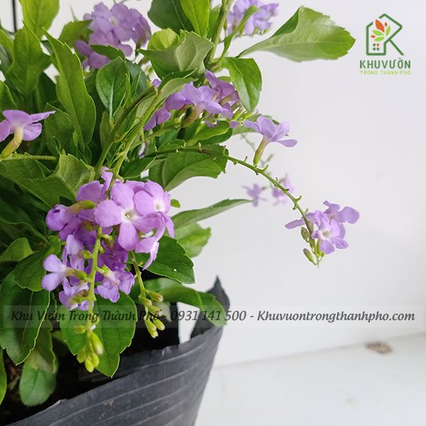 Cây Chuỗi Ngọc Tím Thái 3