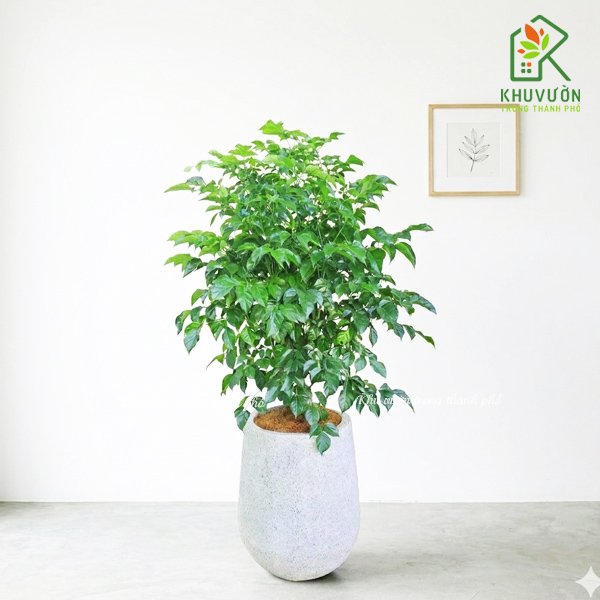 Cây Hạnh Phúc