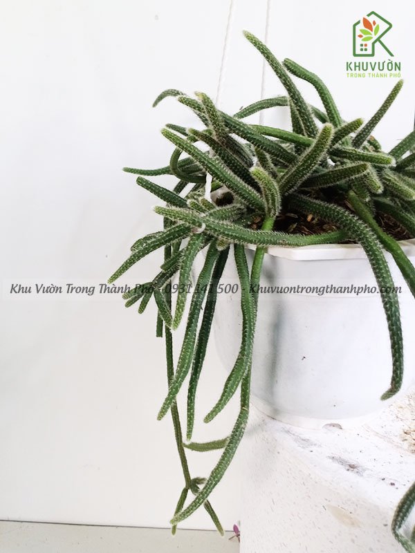 Cây Xương Rồng Rũ 2