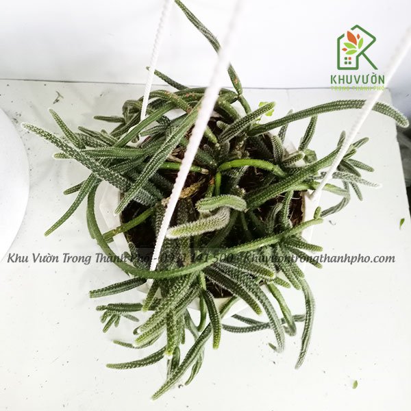Cây Xương Rồng Rũ 3