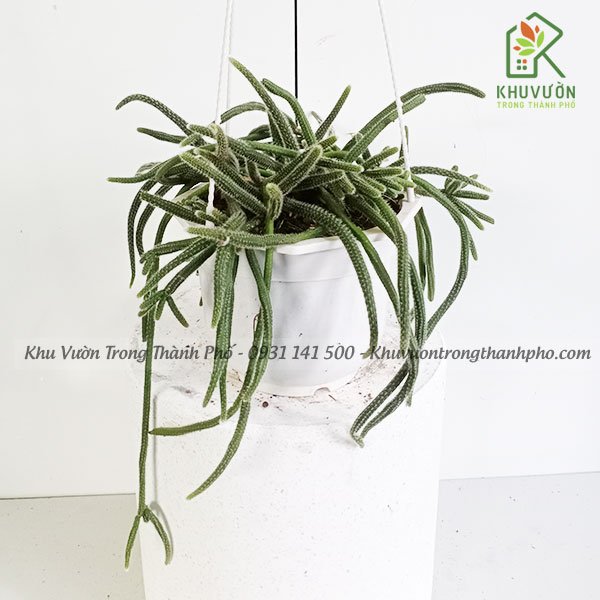 Cây Xương Rồng Rũ