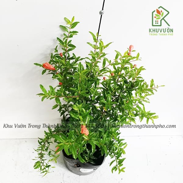 Cây Lựu Đỏ Ấn Độ 2