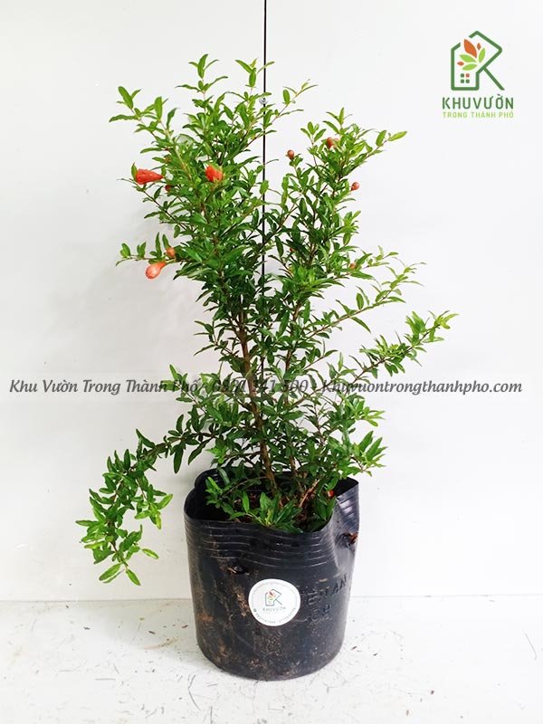 Cây Lựu Đỏ Ấn Độ
