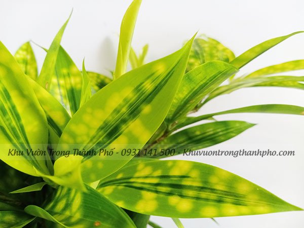 Cây Trúc Nhật Vàng 2