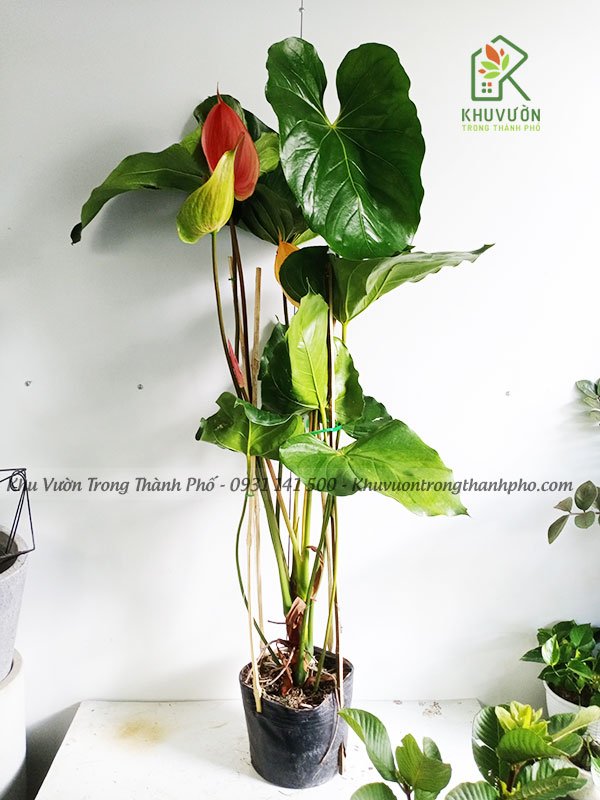Cây Đại Hồng Môn 3