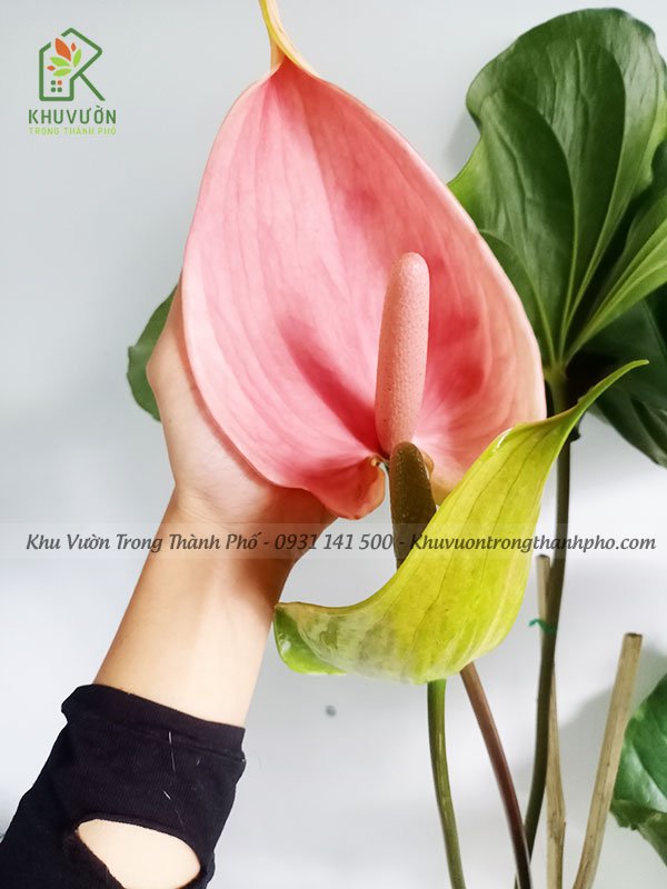 Cây Đại Hồng Môn 2