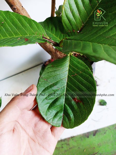 Cây Ổi Ruby 3