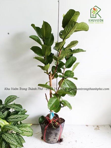 Cây Ổi Ruby