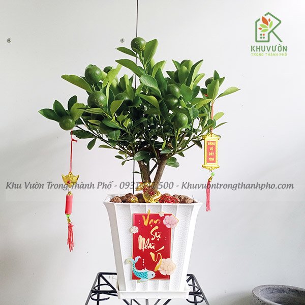 Cây Tắc Chưng Tết Để Bàn