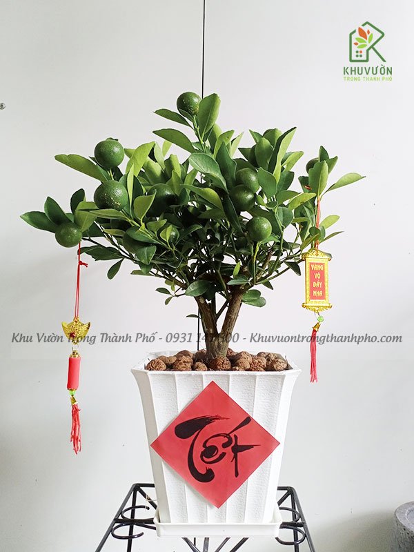 Cây Tắc Chưng Tết Để Bàn 2