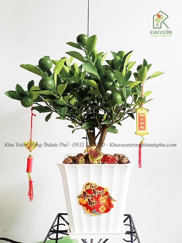 Cây Tắc Chưng Tết Để Bàn 3
