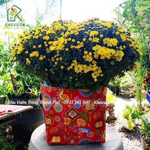 Hoa Cúc Mâm Xôi Gói Giấy Long Phụng 2