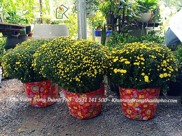 Hoa Cúc Mâm Xôi Gói Giấy Long Phụng 3