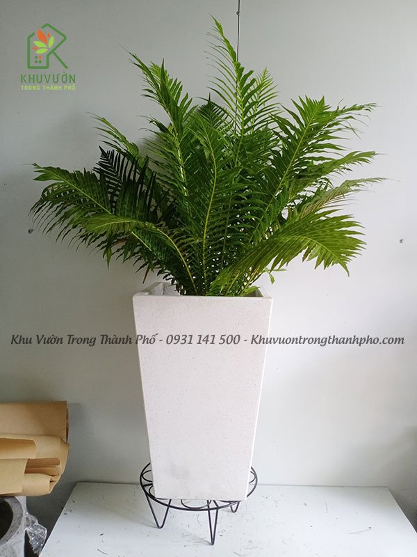 Chậu Đá Mài Vuông Vát 32x50cm 3