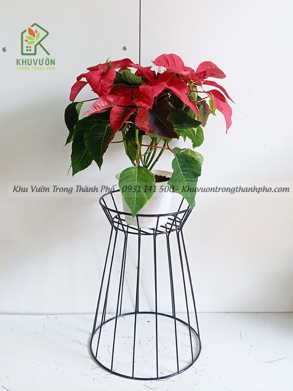 Đôn Kê Chậu Venus 40cm 3