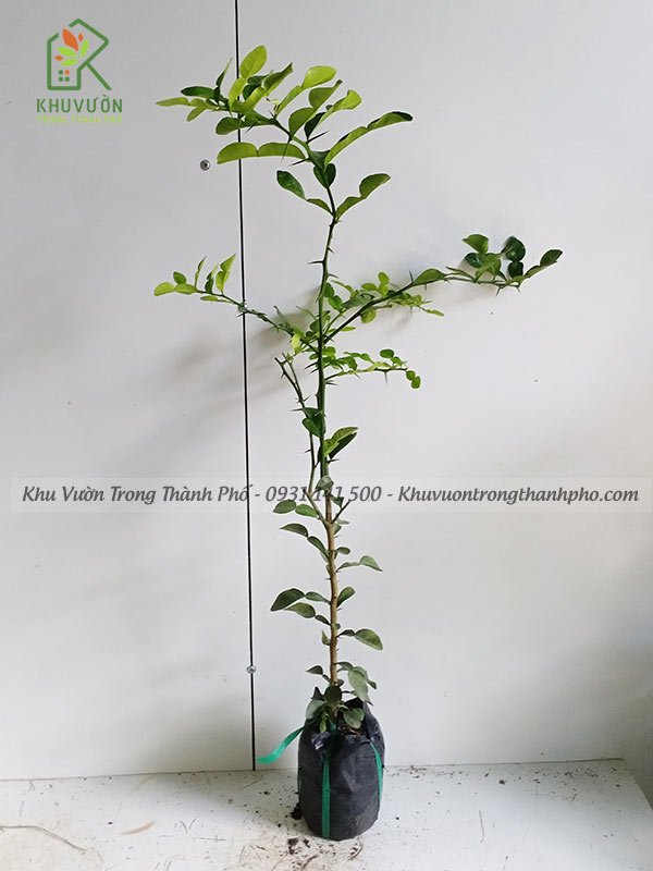 Cây Chanh Chúc