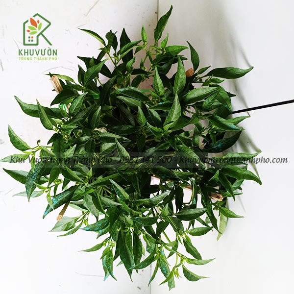 Cây Ớt Hiểm 3