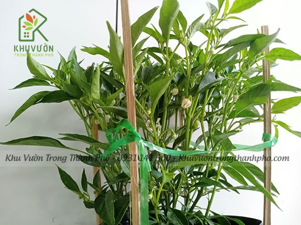 Cây Ớt Hiểm 2