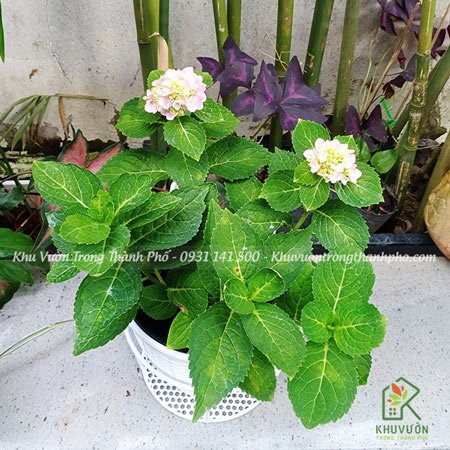 Cây Hoa Cẩm Tú Cầu 3