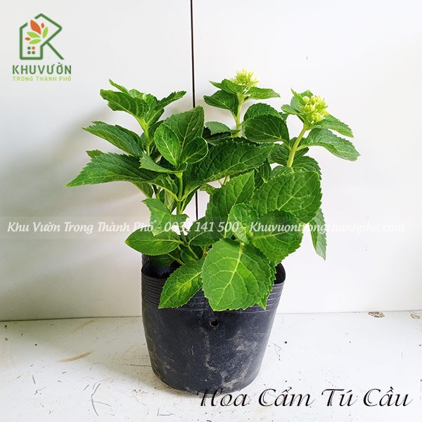 Cây Hoa Cẩm Tú Cầu