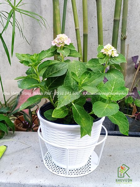 Cây Hoa Cẩm Tú Cầu 2