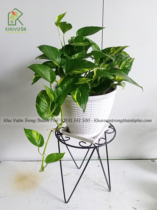 Đôn Sắt Kê Chậu 22x27cm 2