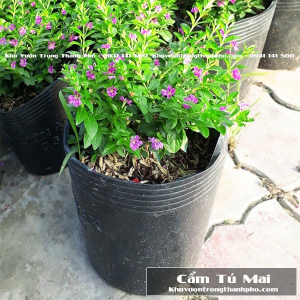 Cây Cẩm Tú Mai