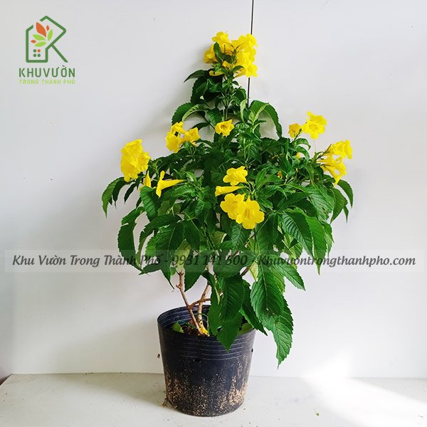 Cây Huỳnh Liên