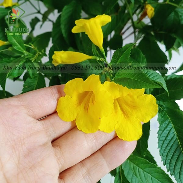 Cây Huỳnh Liên 2