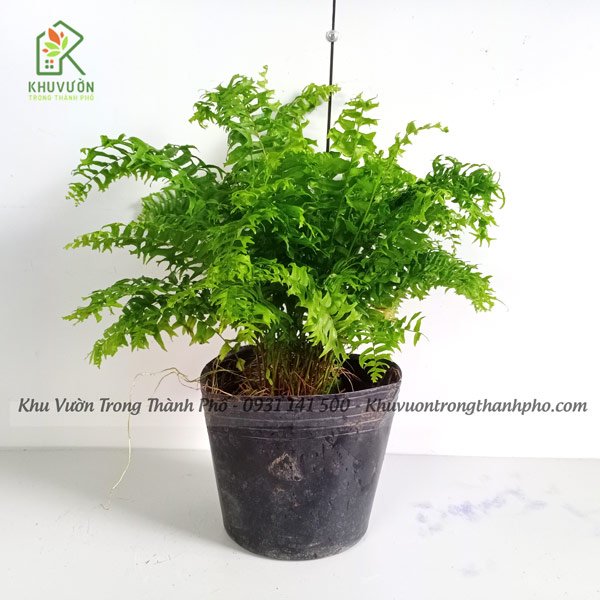 Cây Dương Xỉ Đuôi Tôm