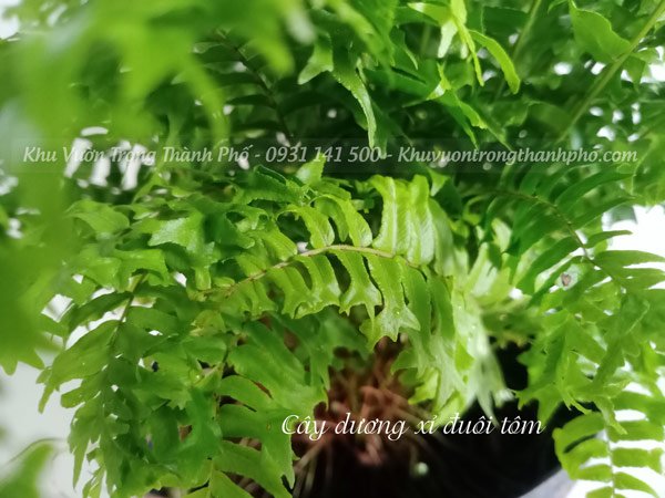 Cây Dương Xỉ Đuôi Tôm 2