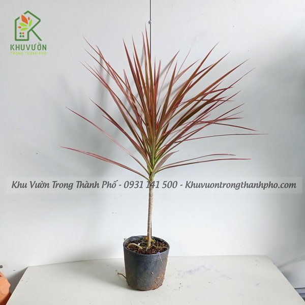 Cây Hoàn Kiếm