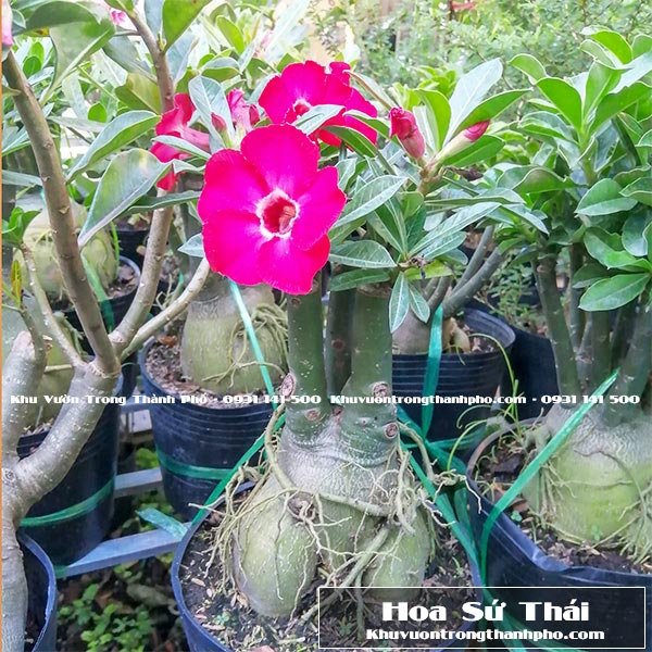Cây Sứ Thái