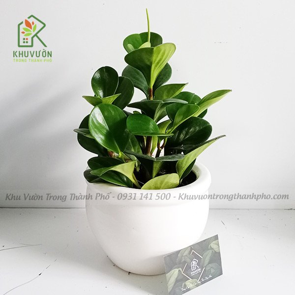 Chậu Cây Trường Sinh Để Bàn