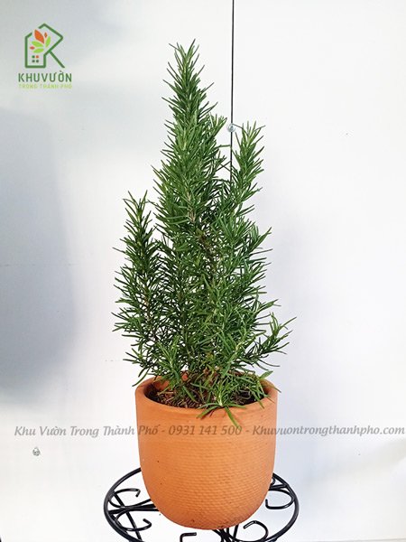 Cây Hương Thảo 3