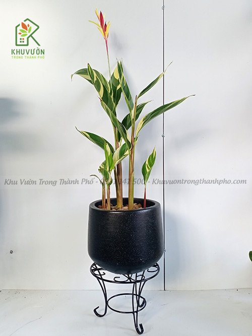 Chậu Cây Chuối Mỏ Két Cẩm Thạch 2