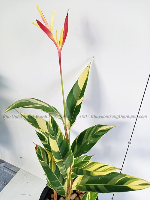 Chậu Cây Chuối Mỏ Két Cẩm Thạch 3