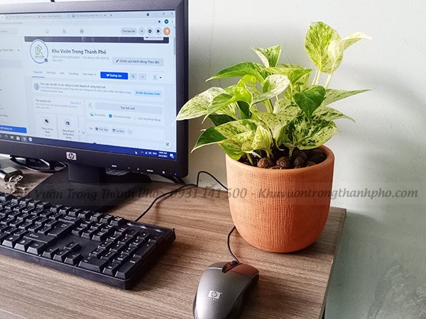 Chậu Cây Trầu Bà Sữa Epipremnum aureum Marble Queen 2
