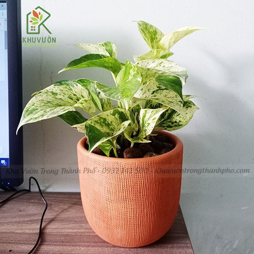 Chậu Cây Trầu Bà Sữa Epipremnum aureum Marble Queen