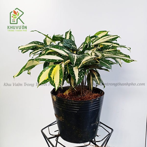 Cây Trúc Thanh Tâm Dracaena Surculosa